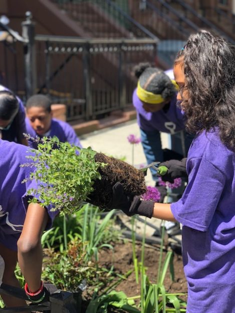 Four student volunteers tend to plants on a small sidewalk garden.