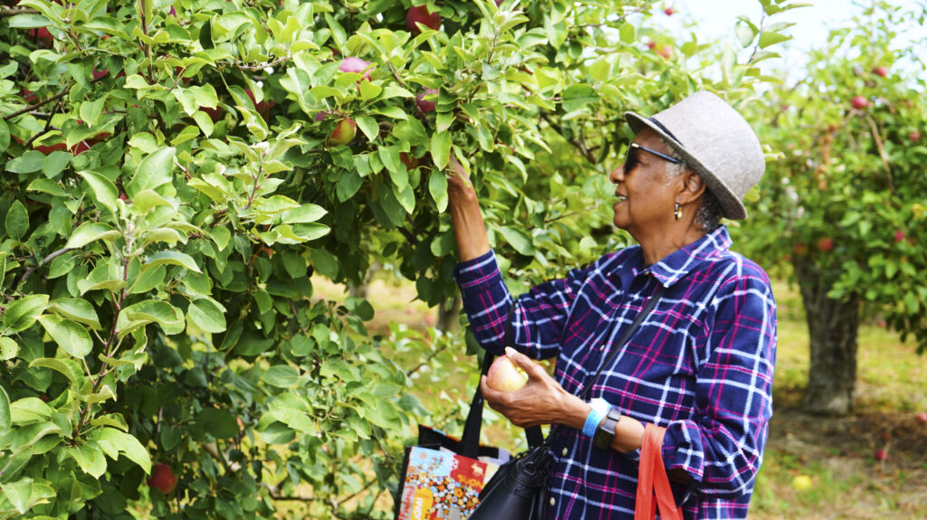 Elderly woman picking an apple off of a tree